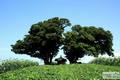 고전리 느티나무 썸네일 이미지