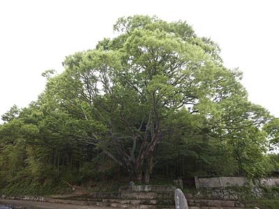 하동 박달리 느티나무 썸네일 이미지