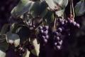 흑오미자 열매 썸네일 이미지