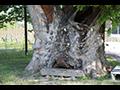 영풍 태장리 느티나무 근경 썸네일 이미지
