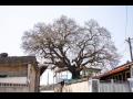 줄포리 용서마을의 당산나무 썸네일 이미지