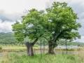 연경동 느티나무 전경 썸네일 이미지