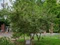 동산동 사과나무 전경 썸네일 이미지