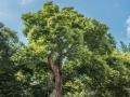 국우동 느티나무 전경 썸네일 이미지