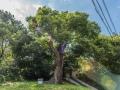 국우동 느티나무 전경 썸네일 이미지