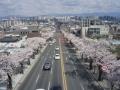 앞산 카페거리 벚꽃나무 전경 썸네일 이미지