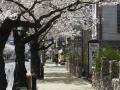 앞산 카페거리 벚꽃나무 썸네일 이미지