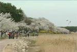 경포대 벚꽃축제 썸네일 이미지