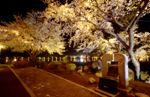 경포대 벚꽃축제 야경(홍장암 부근) 썸네일 이미지