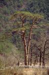 명주 삼산리의 소나무 썸네일 이미지