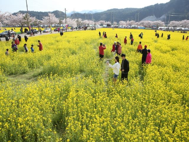 제16회 삼척맹방유채꽃축제 유채꽃밭과 관광객 썸네일 이미지