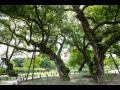 성주 경산리 성밖숲의 왕버들 나무들 02 썸네일 이미지