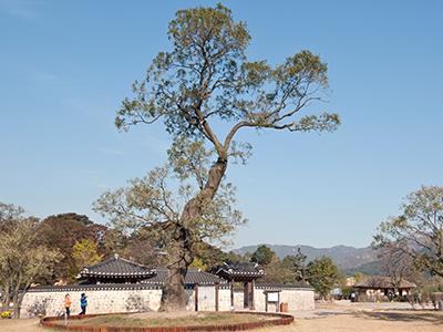 서산 해미읍성 회화나무 썸네일 이미지