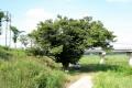 동부리 느티나무 썸네일 이미지
