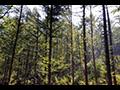 국립산림치유원 데크로드 숲길 썸네일 이미지