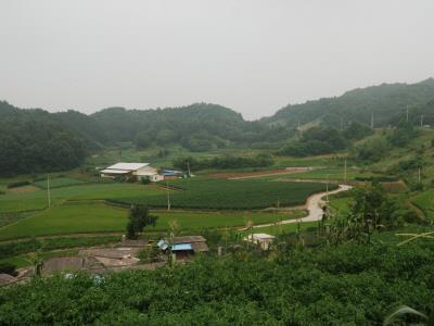 천남동 사리골 고분(1) 전경 썸네일 이미지