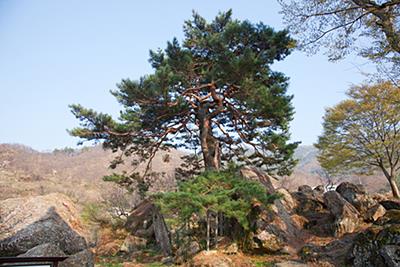 하동 축지리 문암송 썸네일 이미지