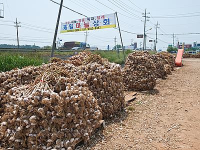 서산 육쪽마늘 썸네일 이미지